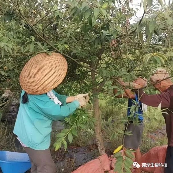 爱在山苍子！！！