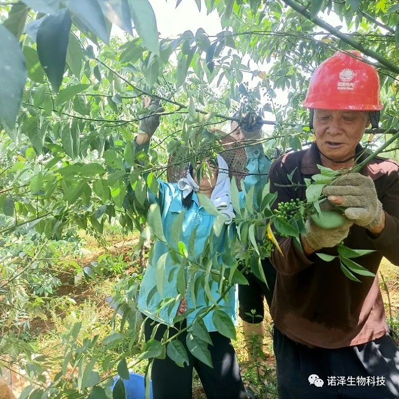爱在山苍子！！！