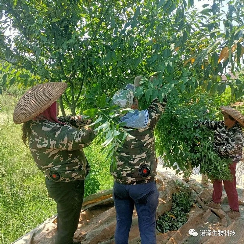 爱在山苍子！！！