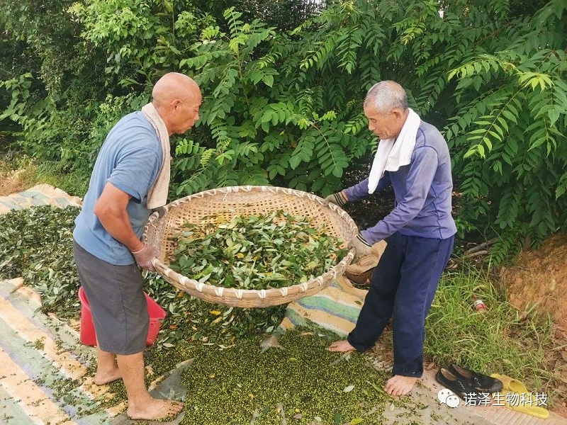 爱在山苍子！！！