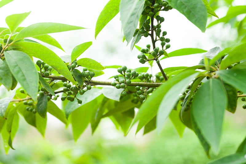 山苍子的神奇功效：你知道吗？