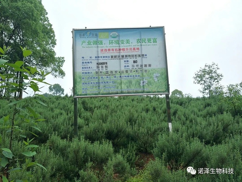 修复肌肤的万金油-积雪草