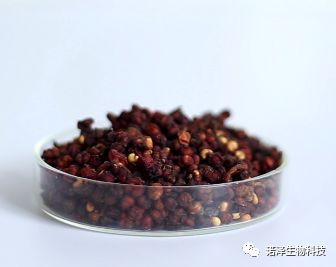 诺泽生物 带您探索“不一样”的五味子