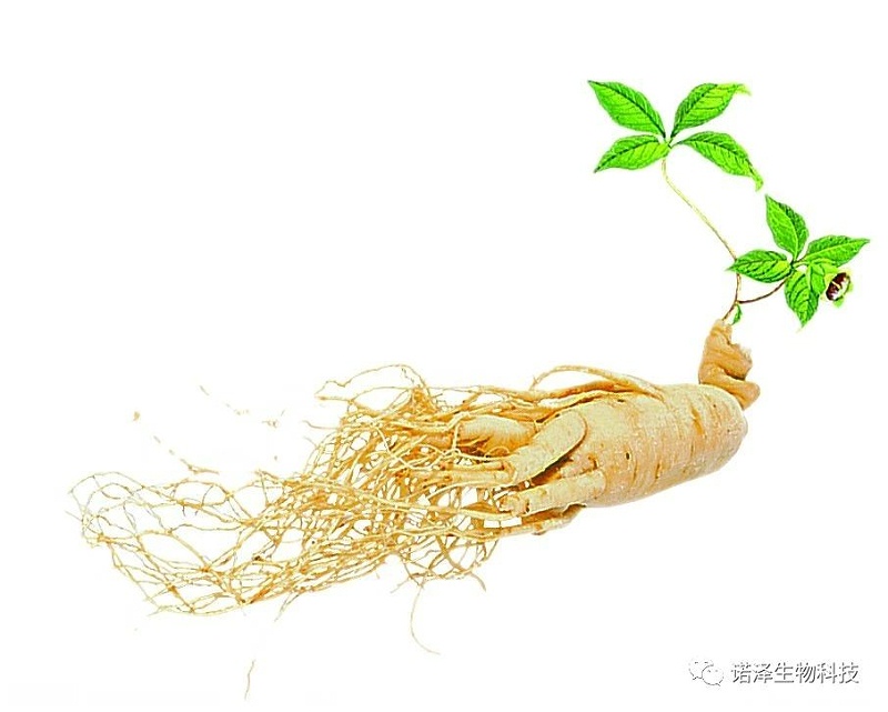 人参提取物的作用