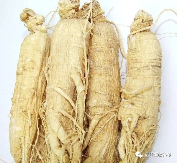人参提取物的作用