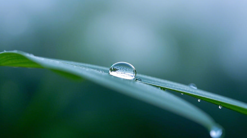 栀子花纯露护肤功效揭秘，您知道多少？