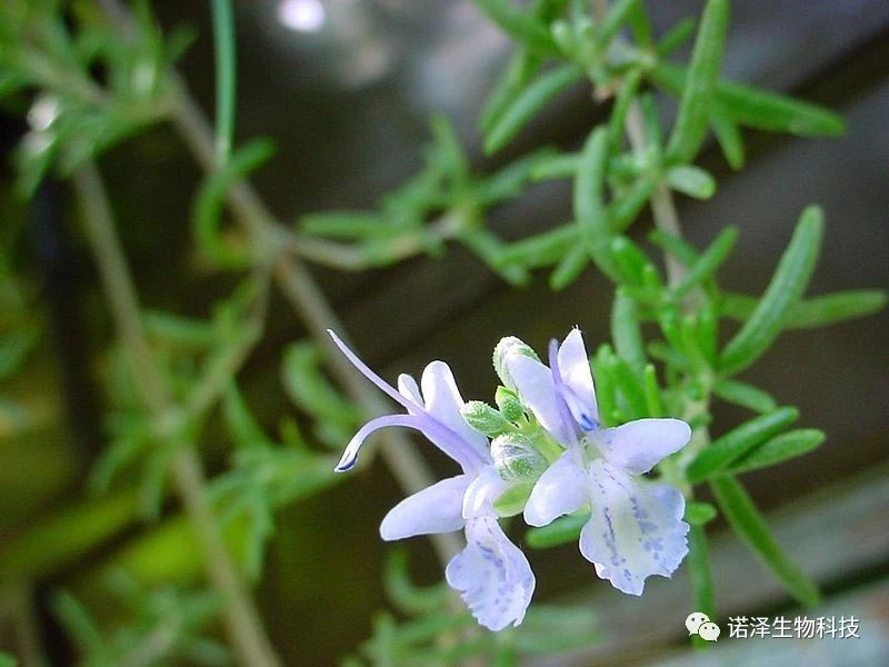 迷迭香你不知道的功效