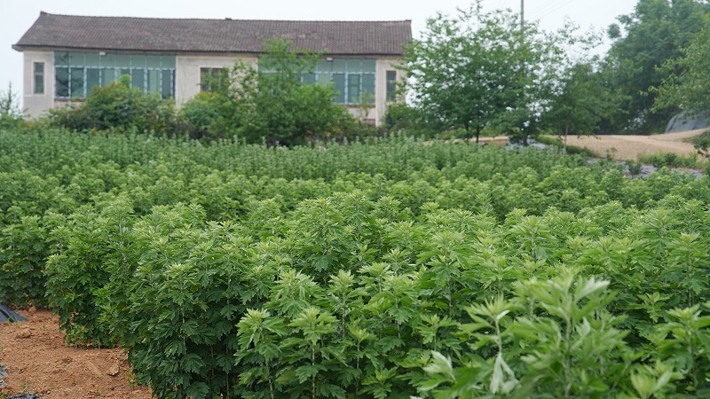艾草精油护肤妙招：你知道几个？