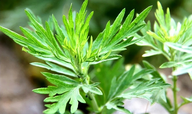 艾草的五大日常用法，你知道几个？