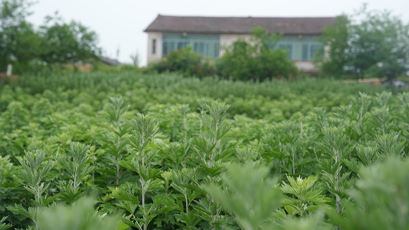 艾叶精油：古老千年艾草的新价值是什么？