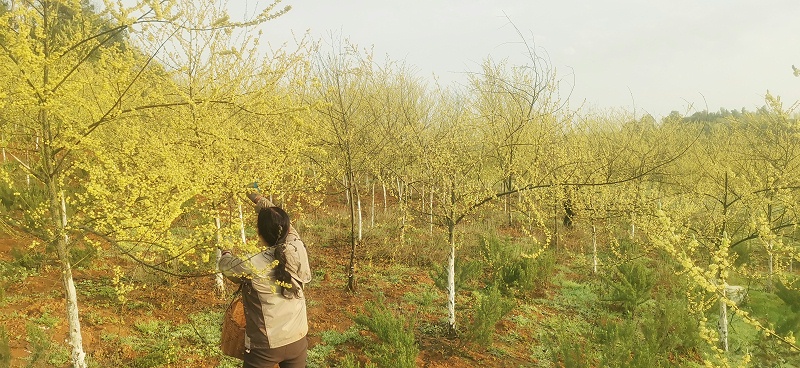 山苍子花有哪些神奇功效？
