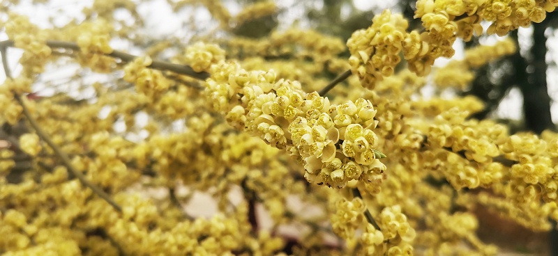 为什么山苍子花精油值得你每天使用？