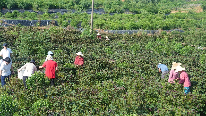 诺泽芳香中药欧美有机基地紫苏大丰收，提取物、清精油、纯露火爆上市