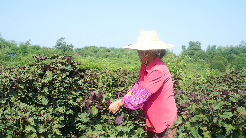 诺泽芳香中药欧美有机基地紫苏大丰收，提取物、清精油、纯露火爆上市
