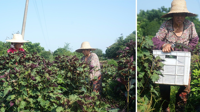 诺泽芳香中药欧美有机基地紫苏大丰收，提取物、清精油、纯露火爆上市