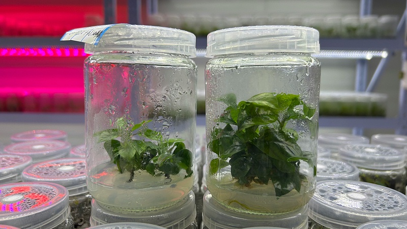 诺泽生物园山栀子种植背后的秘密