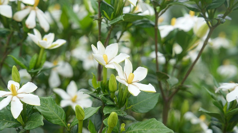 诺泽生物园山栀子种植背后的秘密