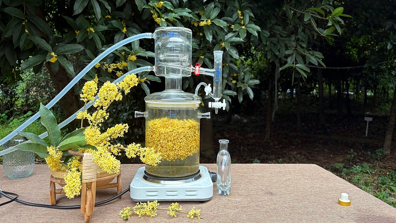 桂花净油与其他植物油护肤效果对比