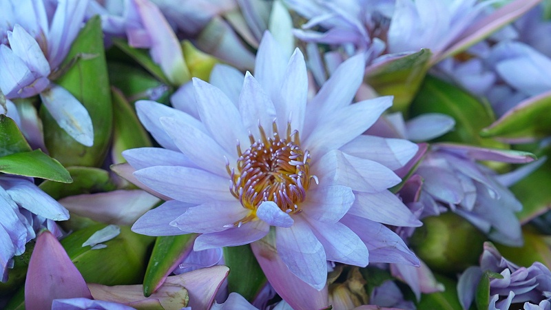 蓝莲花净油为何成为肌肤修复界的新宠？