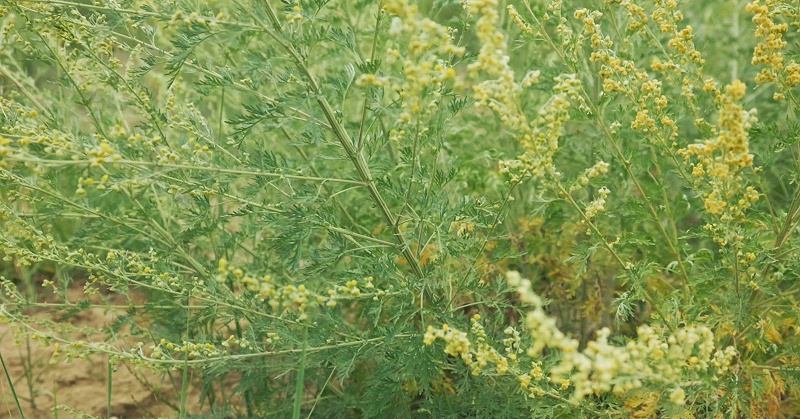大籽蒿提取物的四大功效，让你的生活更健康
