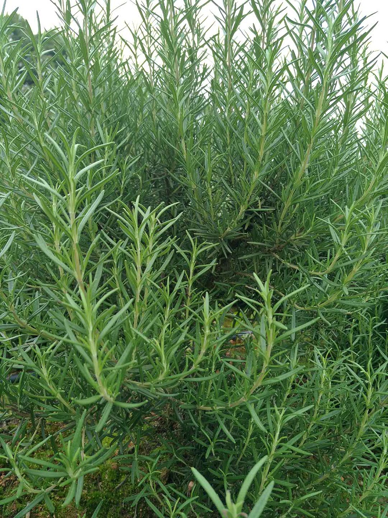 揭秘迷迭香：不仅仅是香料，还能治百病？