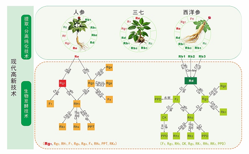 稀有人参皂苷：人参活性的 “升级版” 密码
