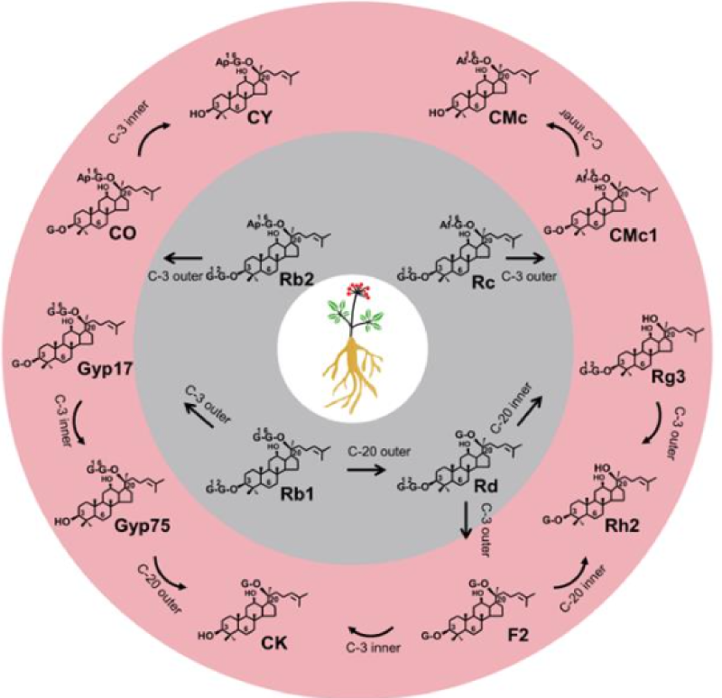 人参密码：诺泽生物打开“稀有皂苷”的宝藏