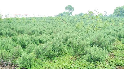 诺泽芳香中药种植园：现代农业与传统药材的完美结合