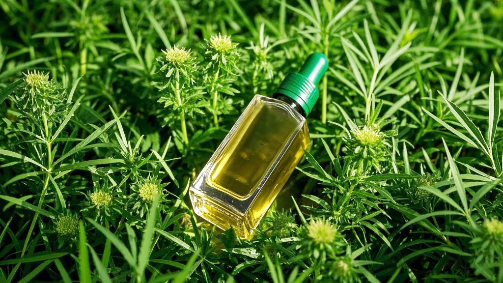 羌活精油：为你的身心健康提供自然疗法