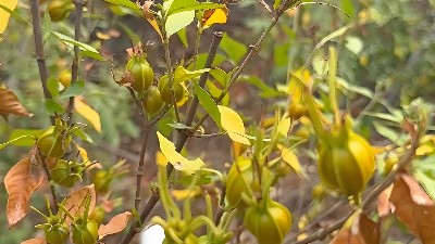 黄栀子的5大神奇功效，你知道几个？