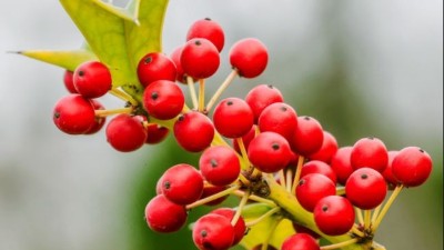 诺泽生物 带您探索“不一样”的五味子