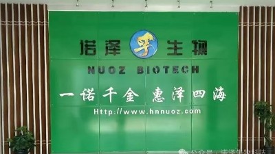 诺泽人的“金山银山”