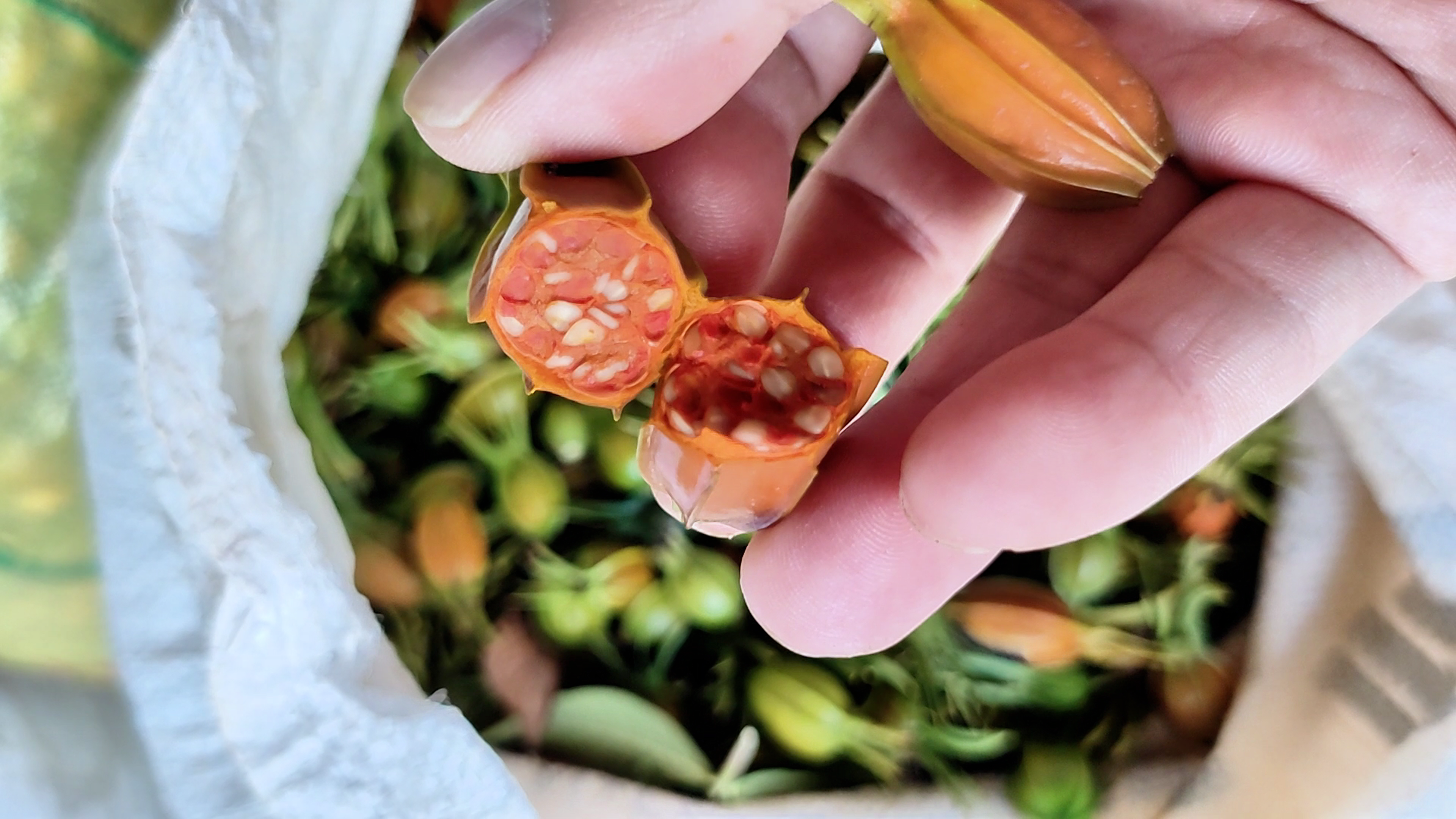 山栀子的应用价值为何被广泛关注？