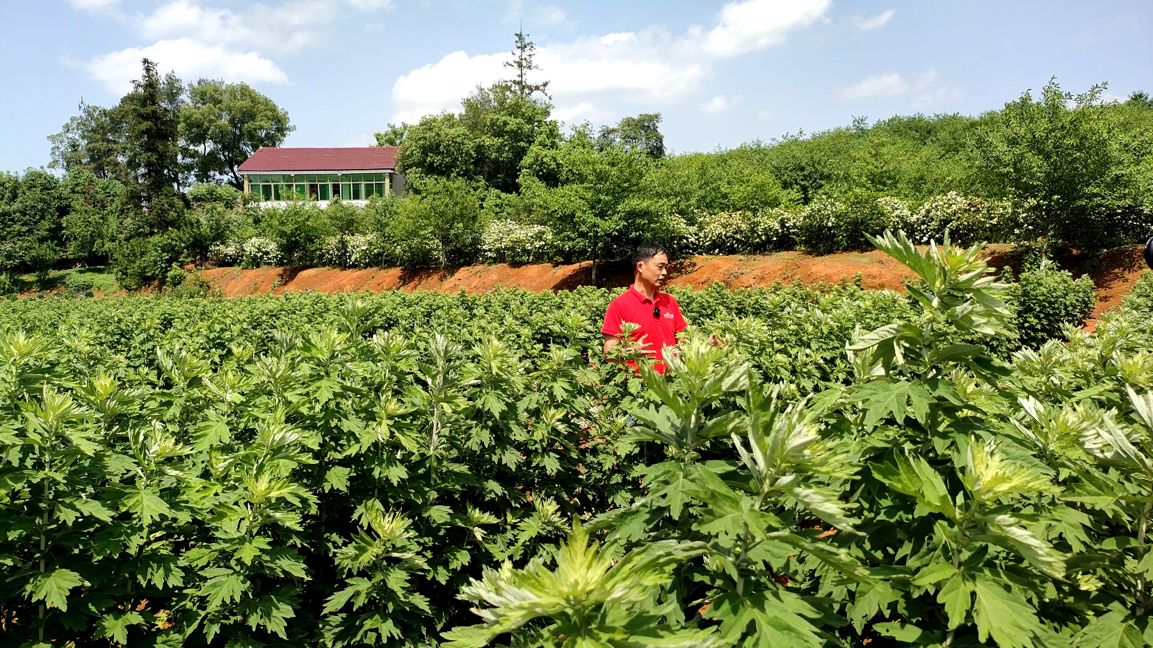 诺泽芳香中药种植园：栀子花、艾叶芳香正来