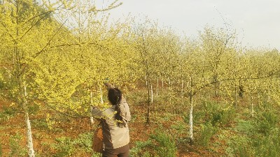山苍子花有哪些神奇功效？