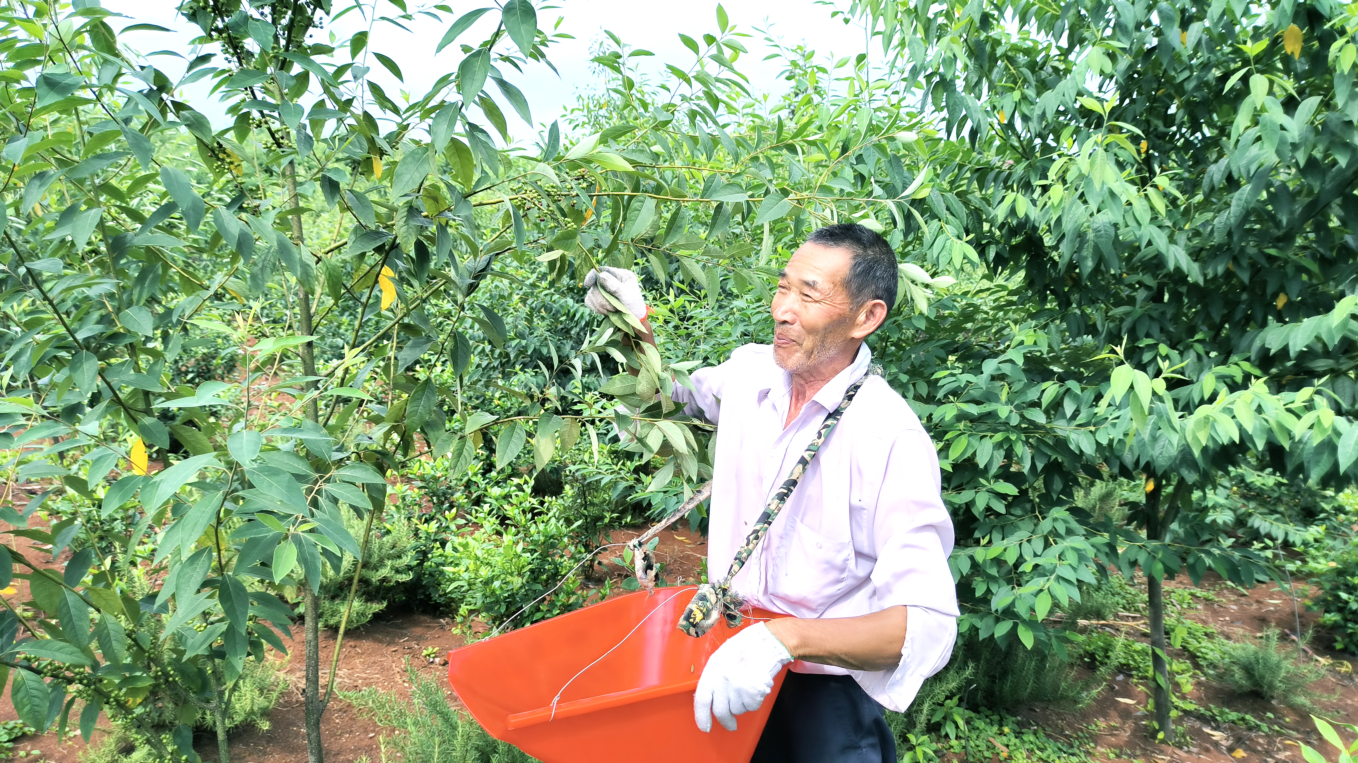 山苍子的神奇功效：你知道吗？