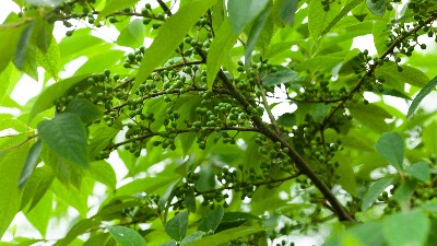 山苍子丰收背后：诺泽芳香中药园人工采摘之谜