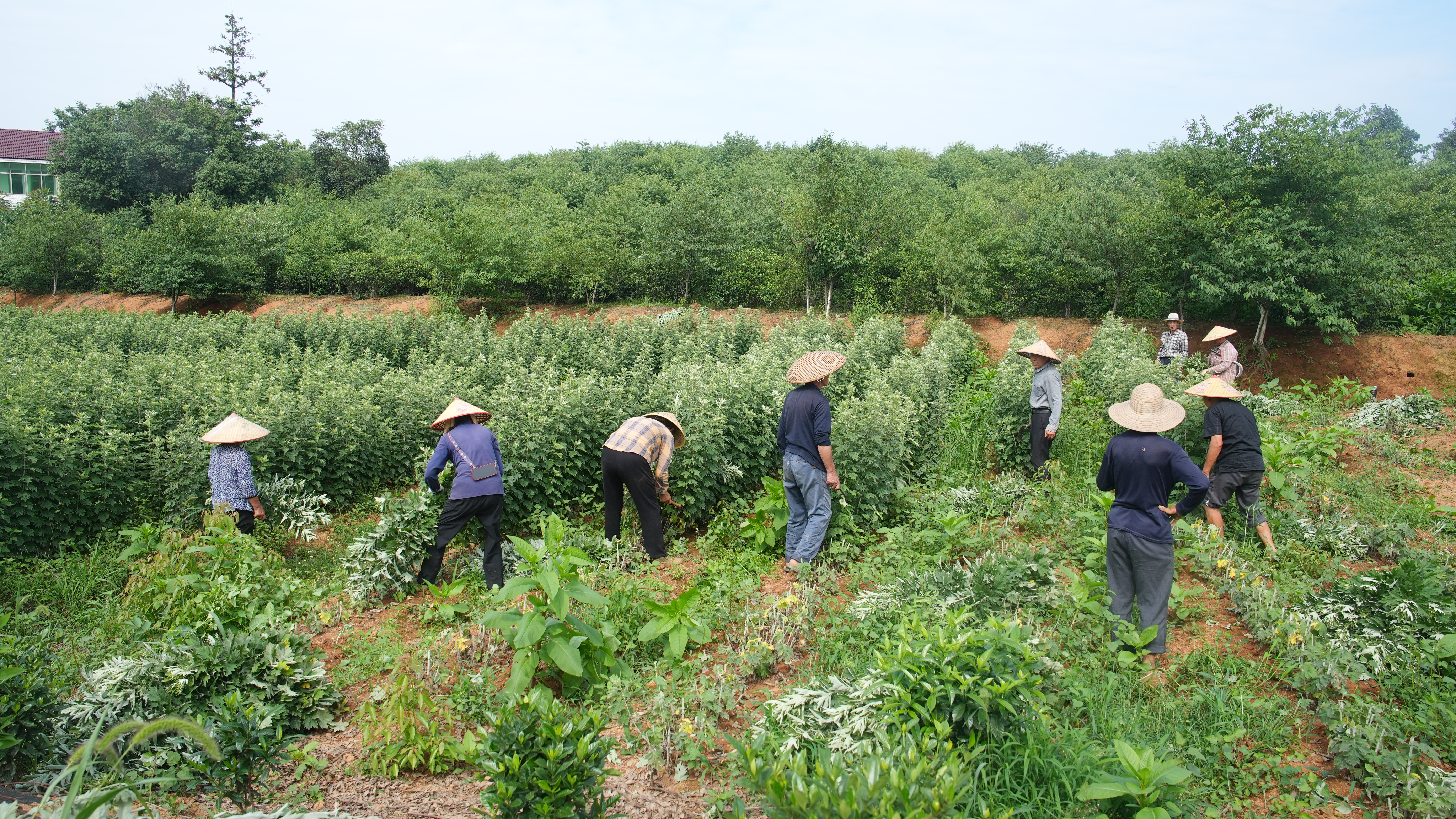 诺泽芳香中药欧美有机基地艾叶采摘喜获丰收，你知道有机种植的秘密吗？