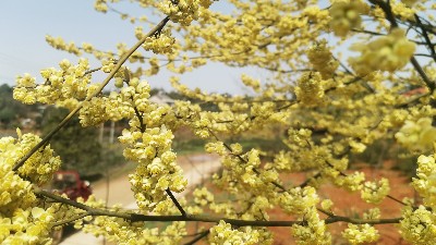 山苍子花精油 vs传统精油：哪种更适合你？