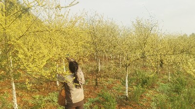 湖南诺泽生物：2200亩天然药园孕育东方芳香密码——山苍子精油