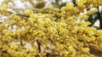 山苍子花精油有什么功效？