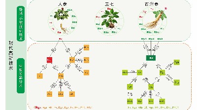 稀有人参皂苷：人参活性的 “升级版” 密码