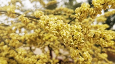 山苍子花纯露有何独特之处？