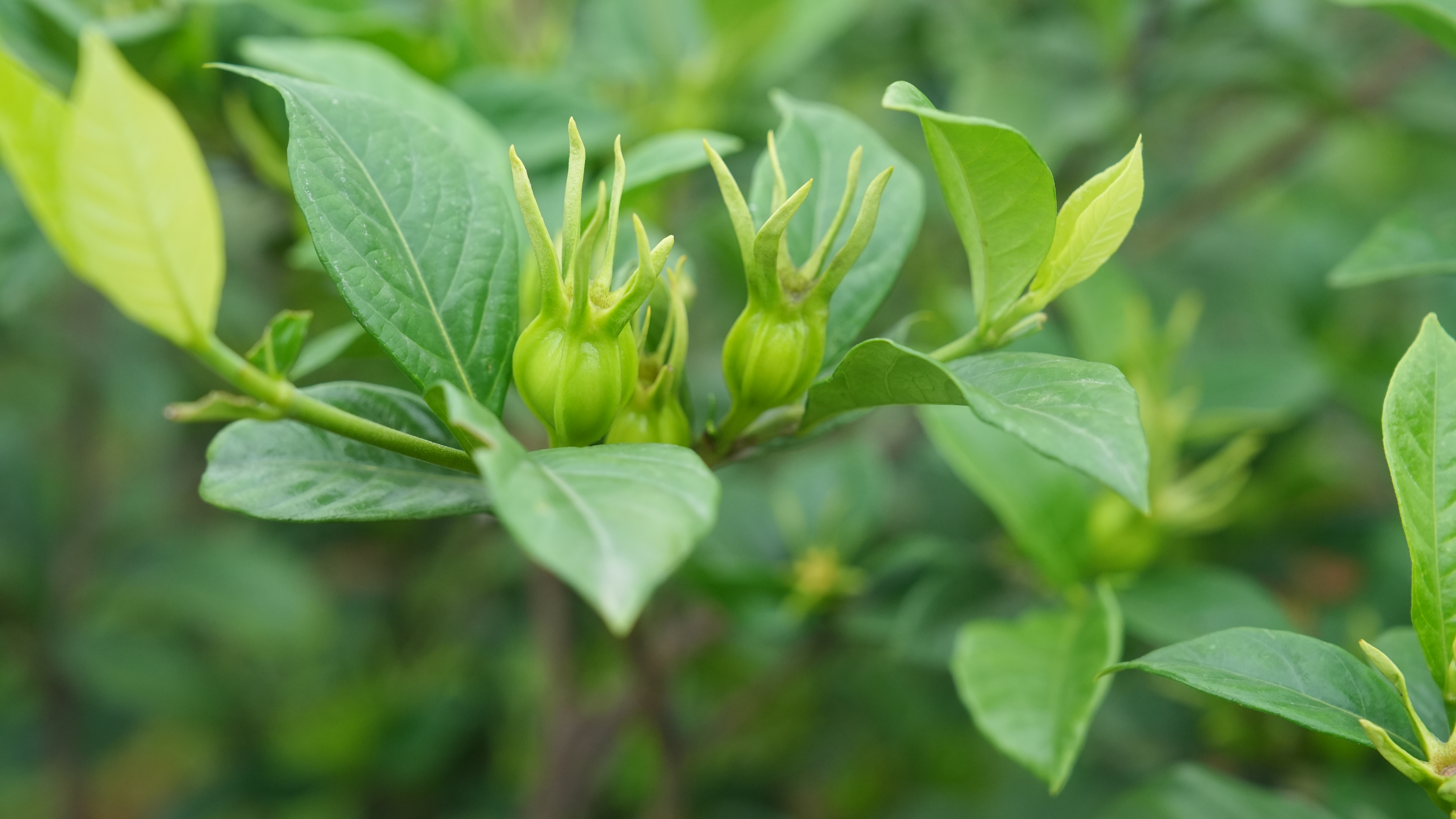 诺泽生物园山栀子种植背后的秘密
