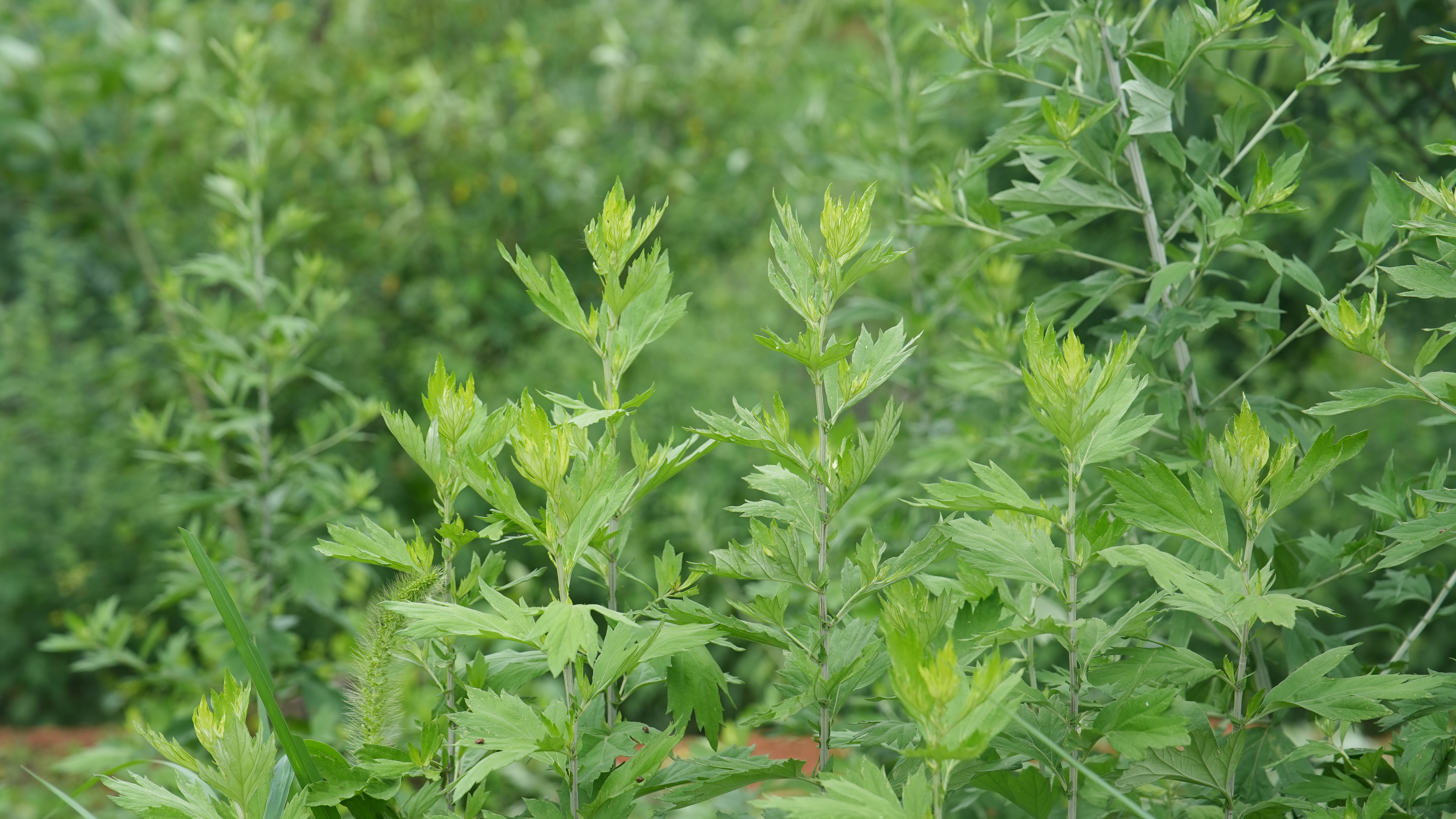 艾叶开花也能提取高效精油吗？