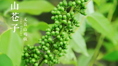 山苍子精油有哪些神奇功效？