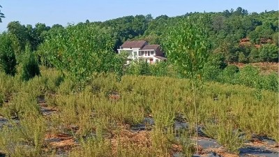 “汗”卫诺泽，“暑”你最美--诺泽生物园负责人杨师傅抗旱记
