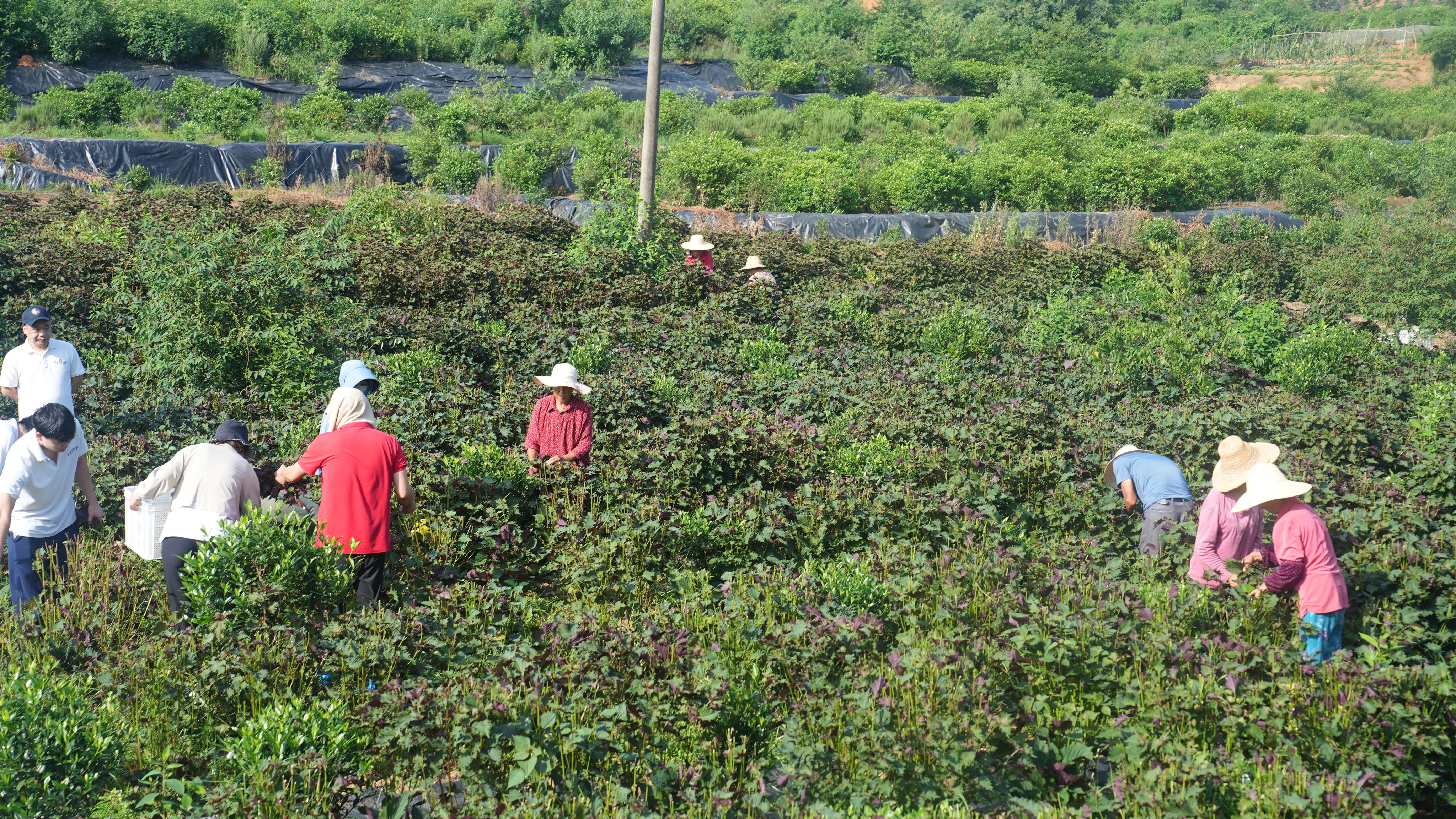 诺泽芳香中药欧美有机基地紫苏大丰收，提取物、清精油、纯露火爆上市