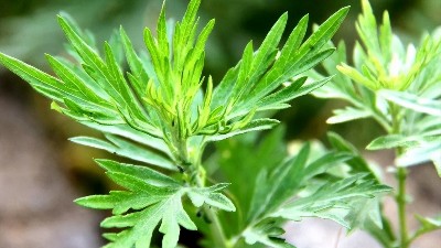 艾草的五大日常用法，你知道几个？