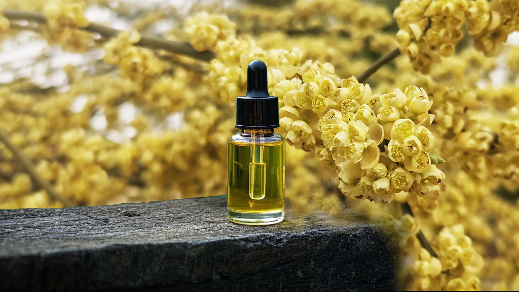 山苍子花精油为何广受欢迎？奇妙功效惊人！